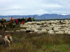 Iceland-Iceland Shorts-Sheep Round-Up on Horseback